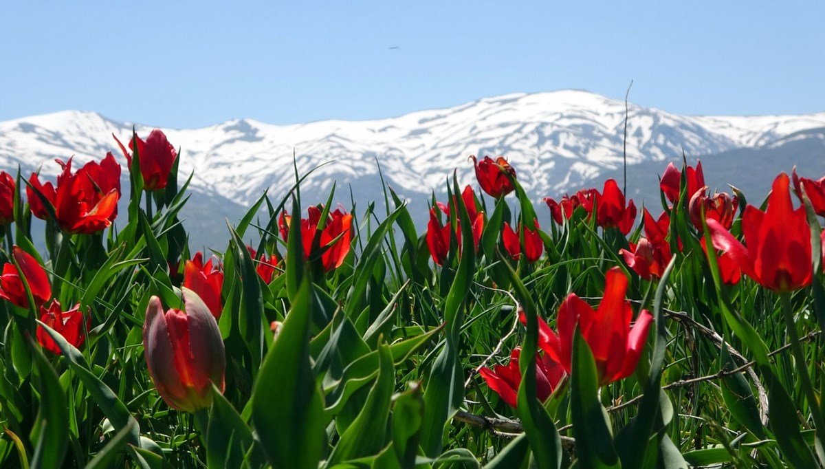 Muş Tur Rehberi – Lalenin Anavatanı
